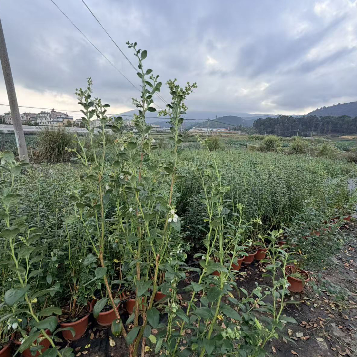 鄢师傅推荐云南花香蓝莓3加仑带花带果发货