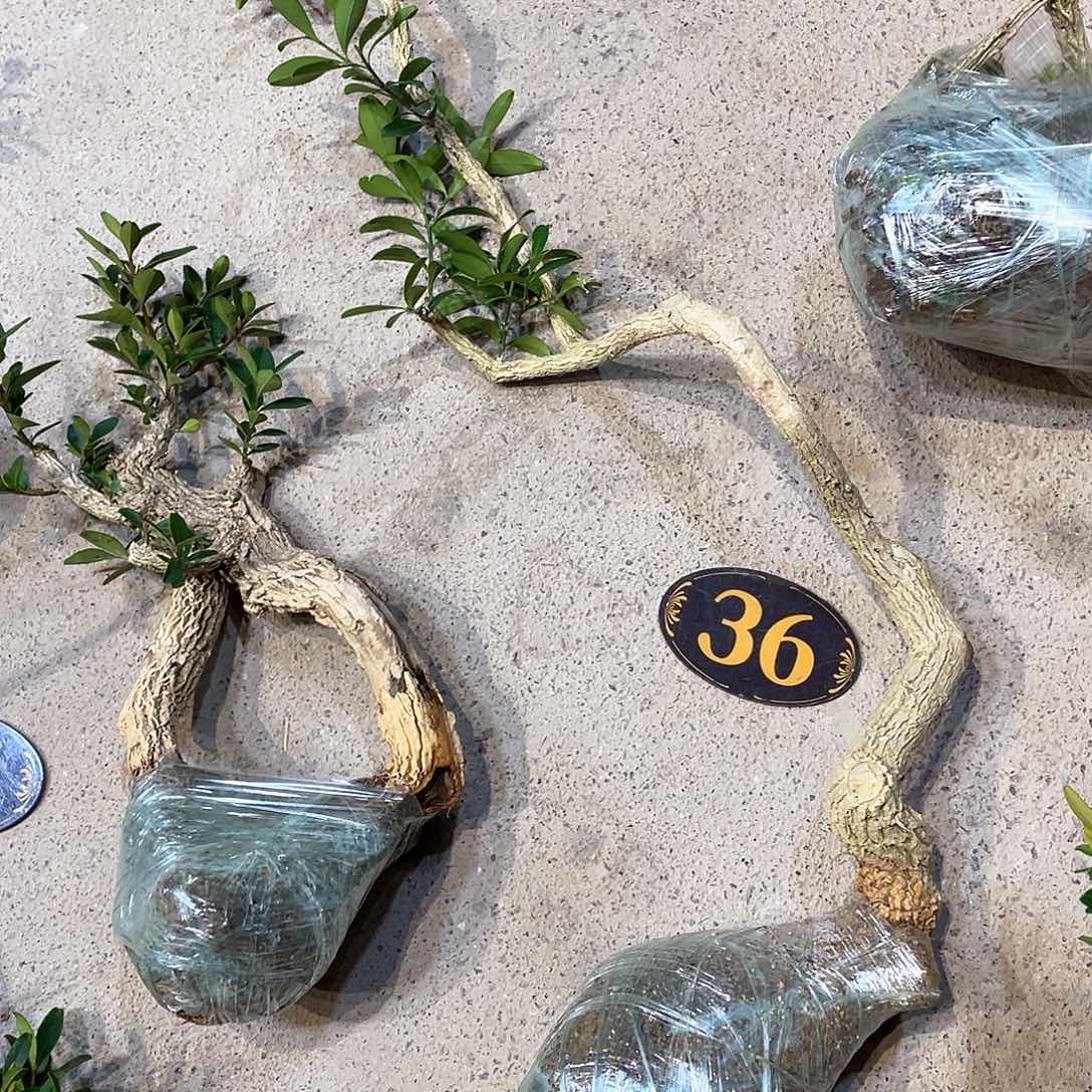 红陶招*?一起为梦想而加油啊我们