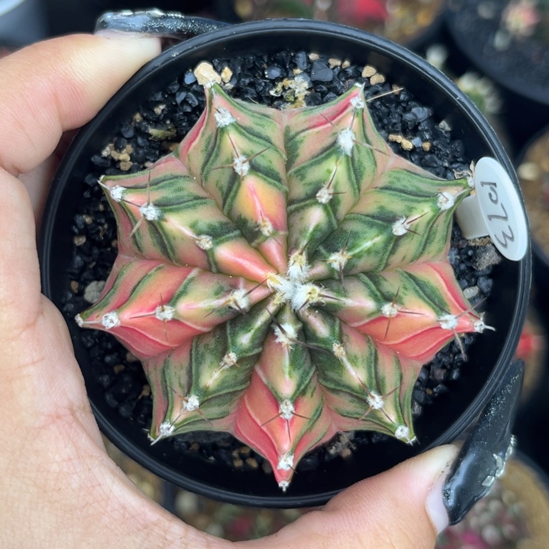 1073 泰系米哈锦 带盆土发货