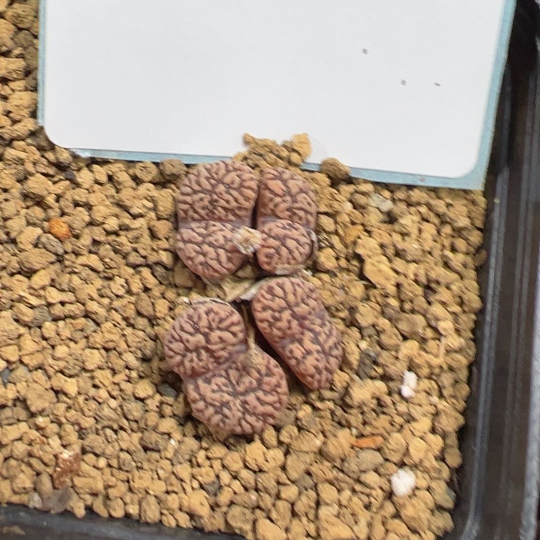 5-192肉锥多肉植物