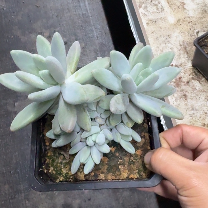 白兰地 群生 一物一拍