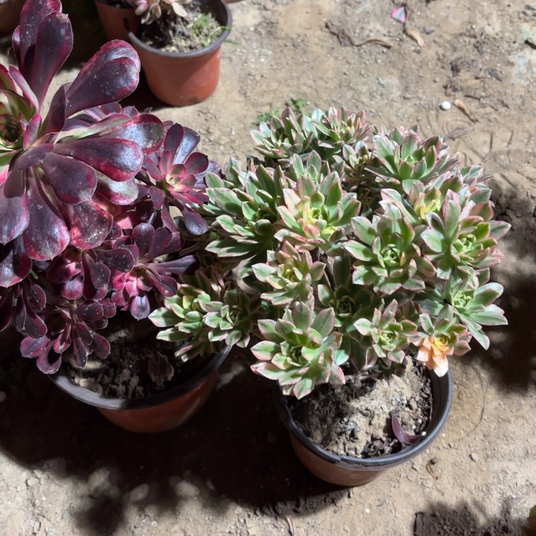 香奈儿甜茶18.8多肉植物