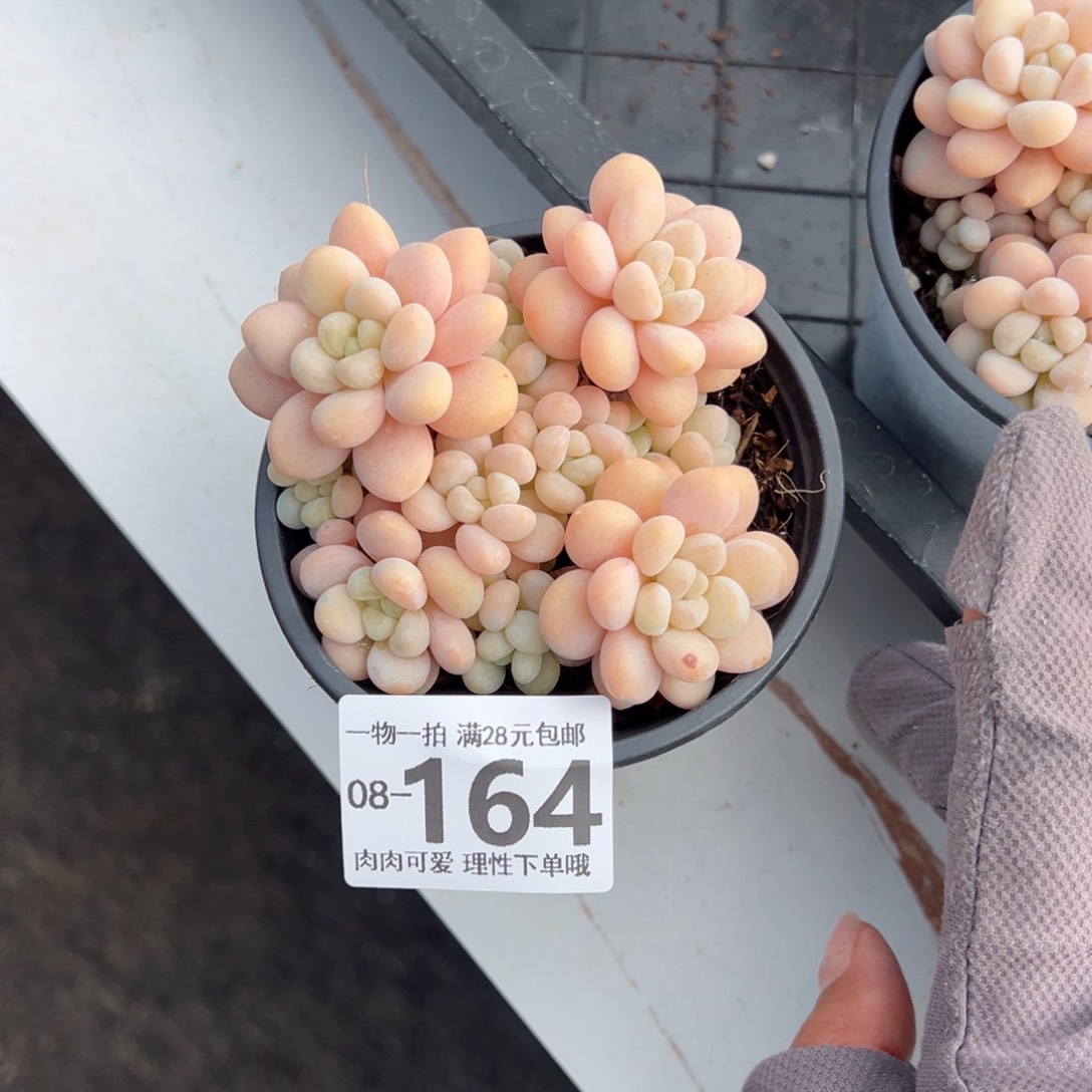 洛可可多肉多肉多肉多