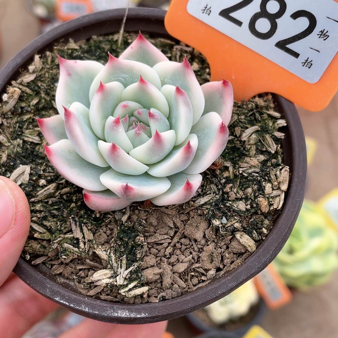 【闪购商品】282号