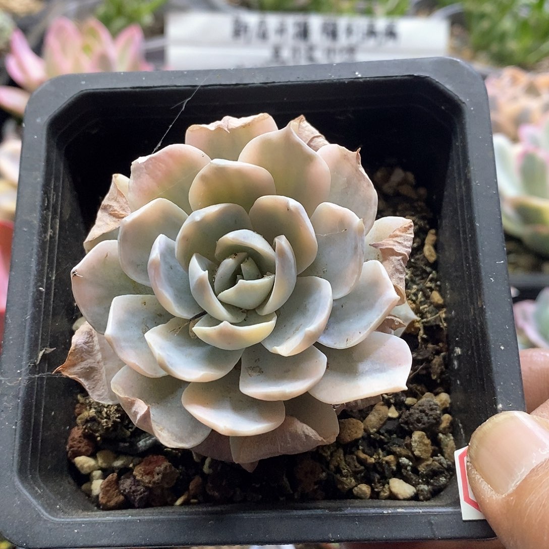 19148皮氏锦多肉植物