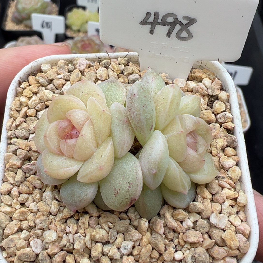 498号风花雪月系列仙音