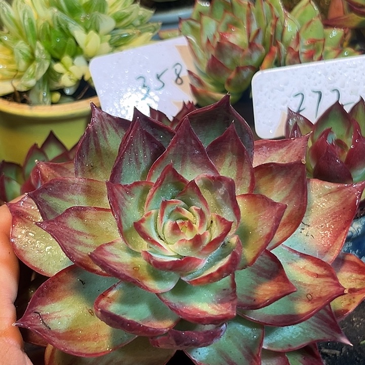 惊鸿一物一拍包装收缩花旱
