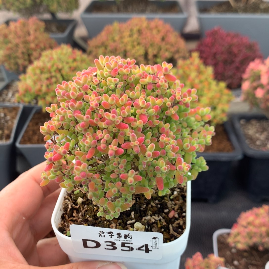 鱼***t354蜜橘糖球            