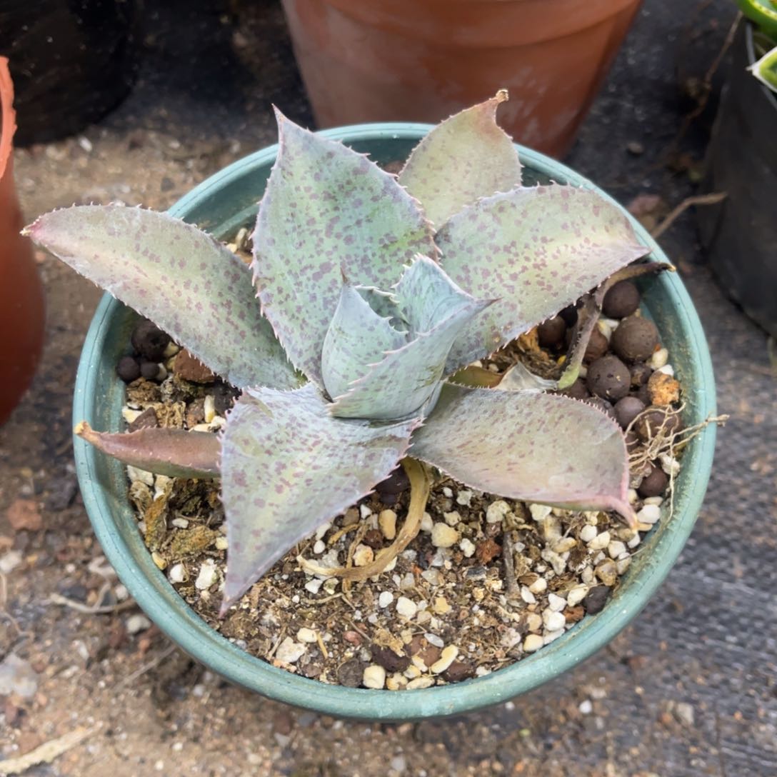 海绵漆画龙舌兰系列