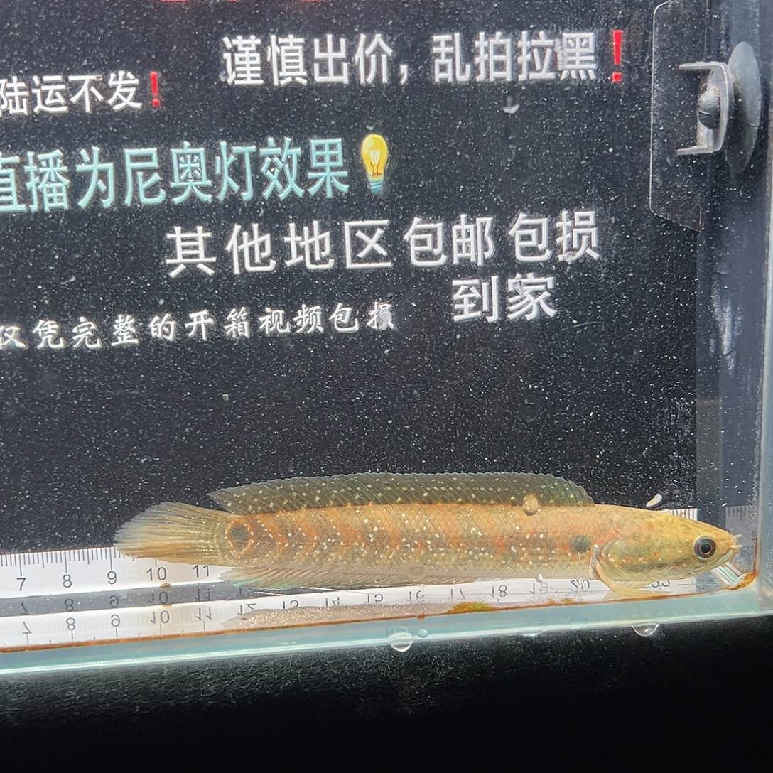 雷龙鱼七星雷龙鱼七星雷龙鱼