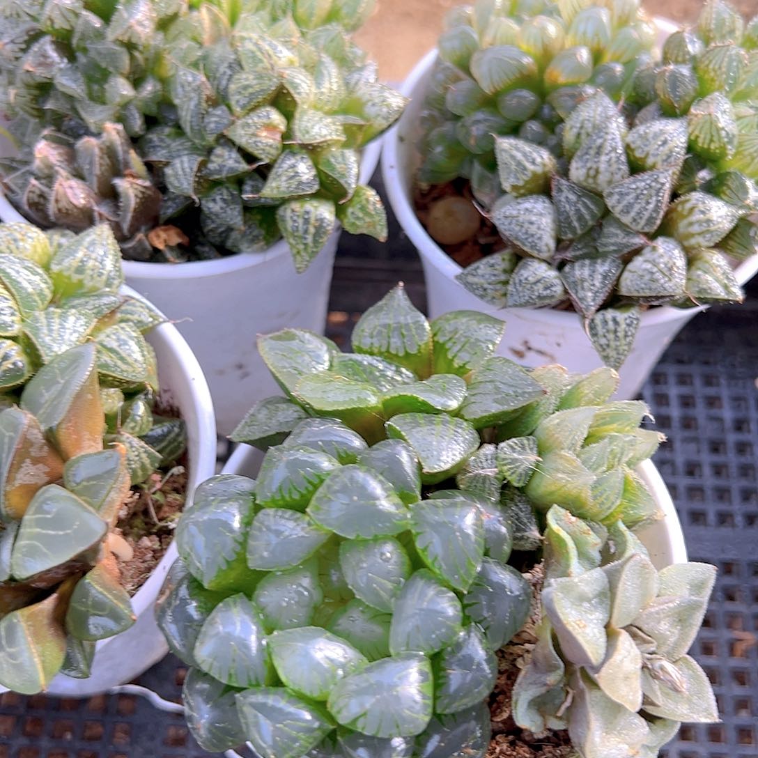 万象盆拼盘玉露多肉一颗