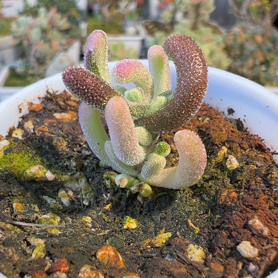 3-035紫闪光拉丝锦五圆盆迷你型