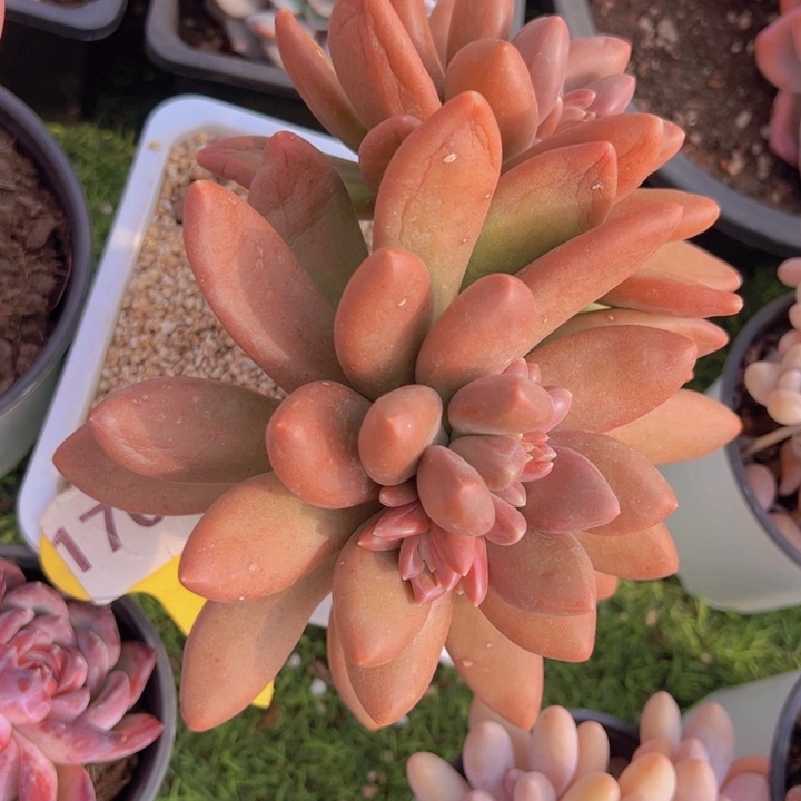 健健康康平平安安