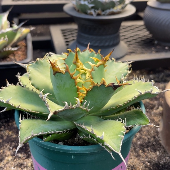 【闪购商品】蕾丝