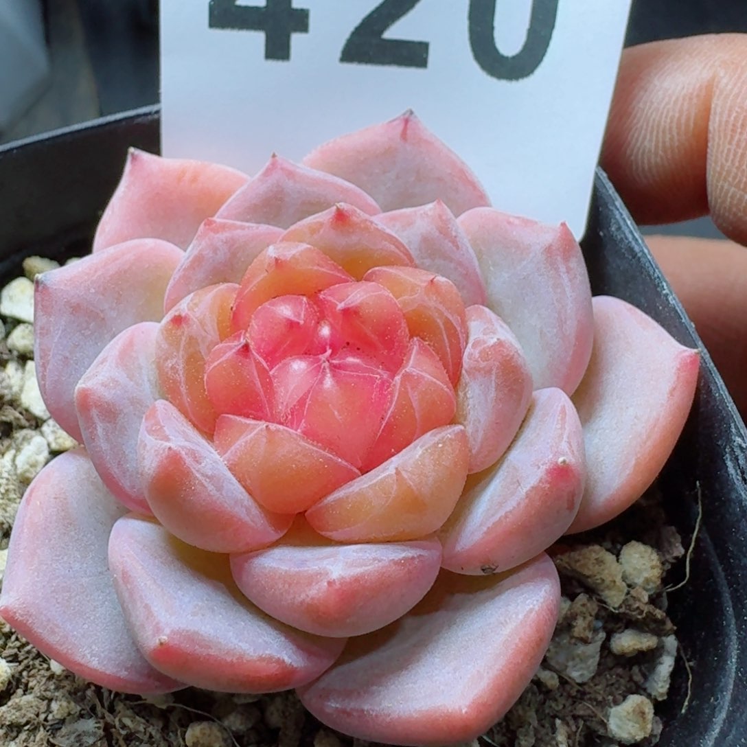 月神       精品多肉