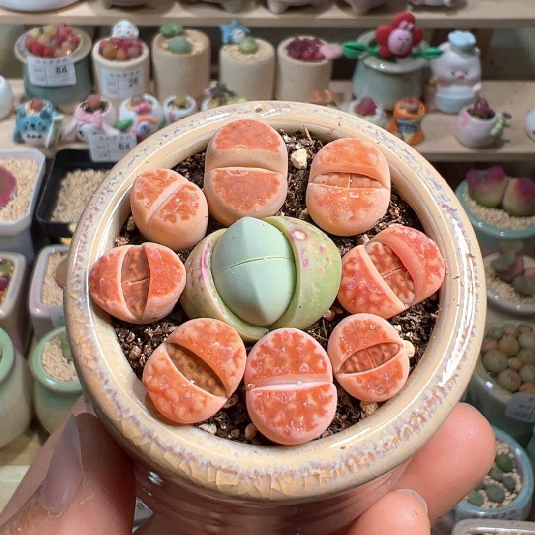 多肉植物86号拼盘