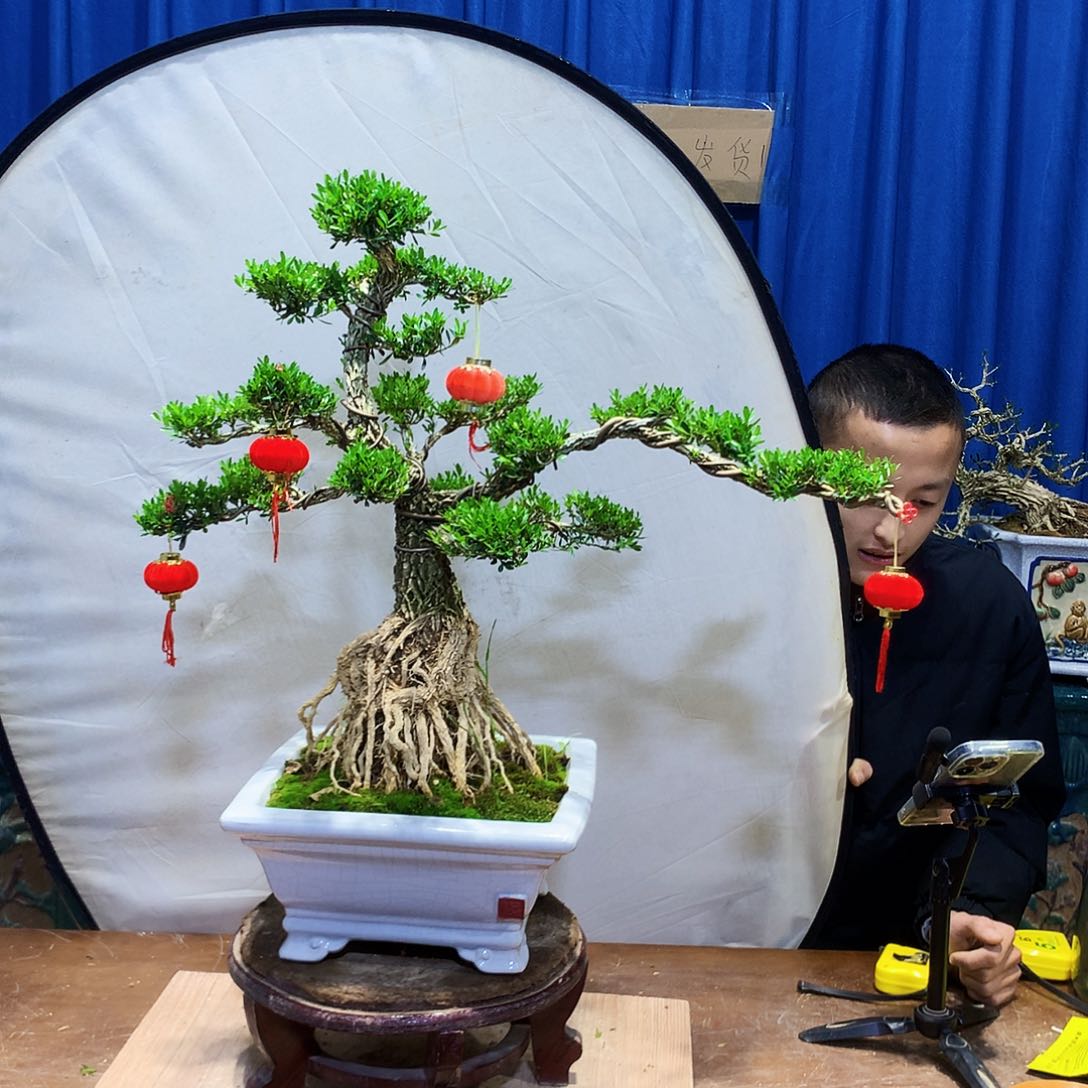 黄杨盆景一物一拍玖