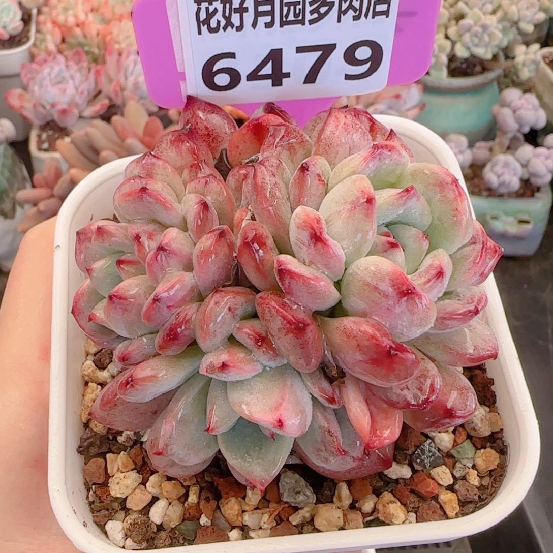 多肉植物6479……………
