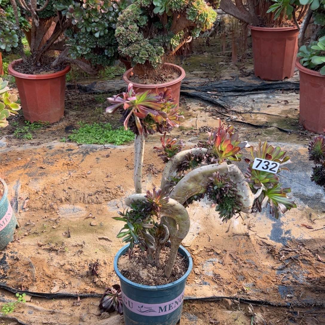 有伤黑缀732高度37有两个翅膀