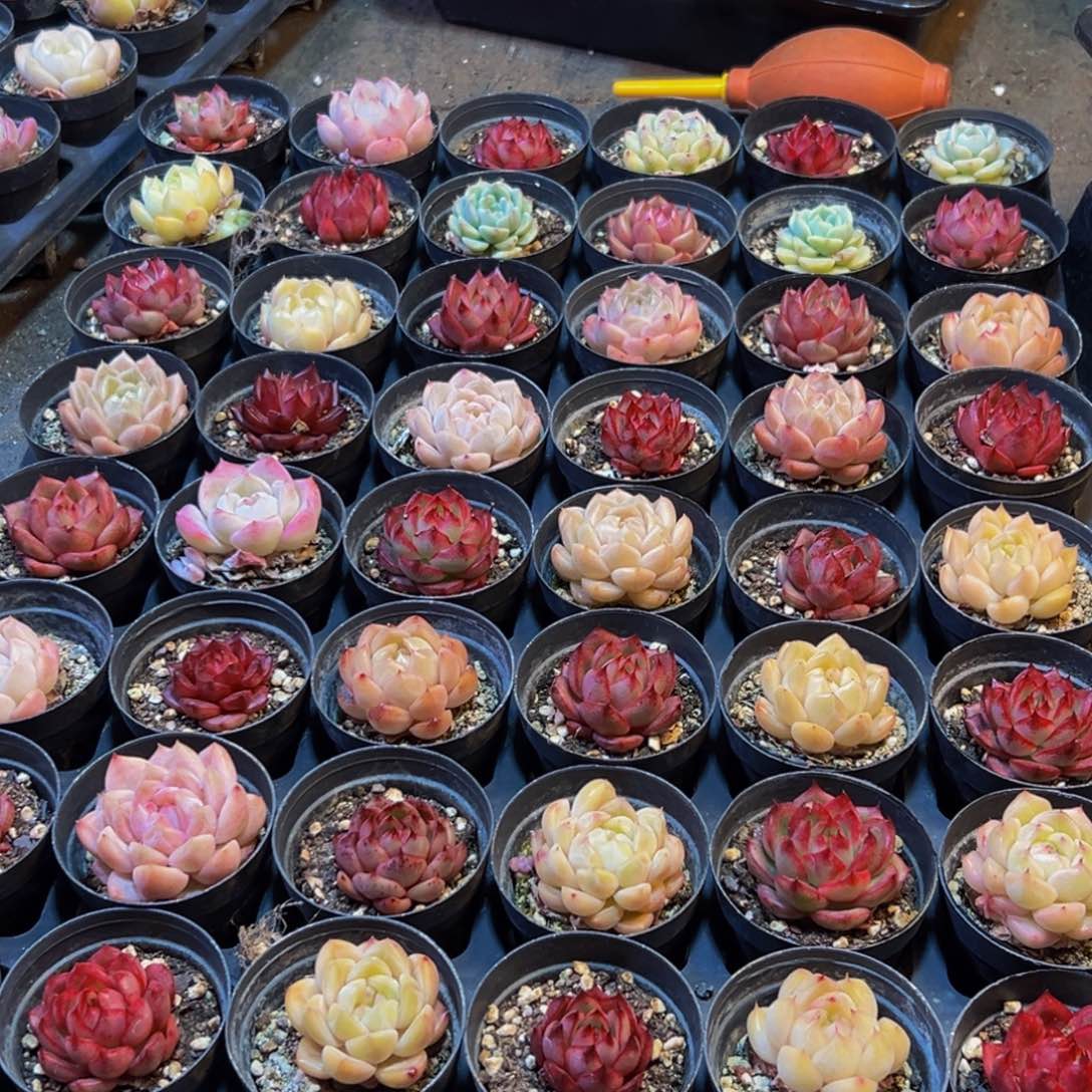 674多肉葡萄的味道是真的很