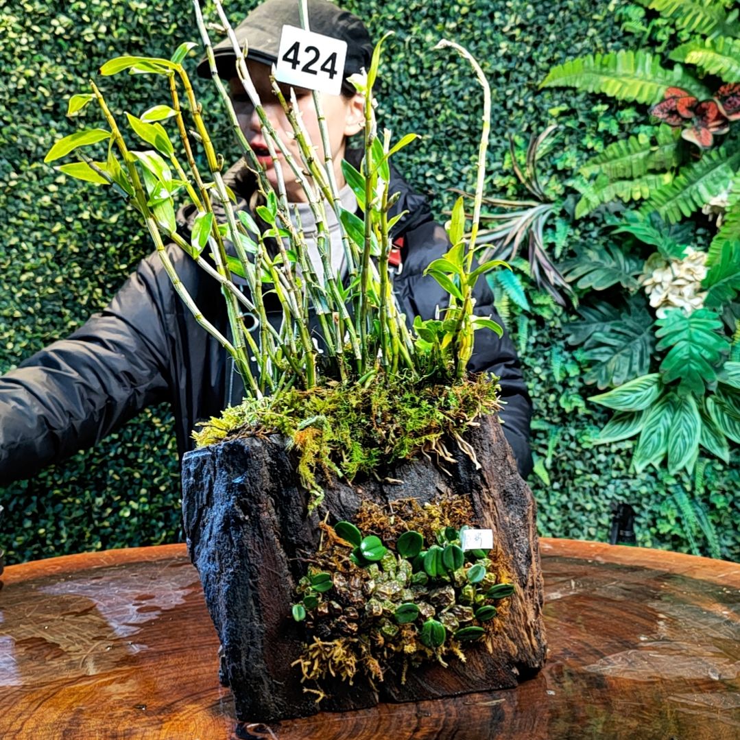 【闪购商品】424小龟背，梵净山花花