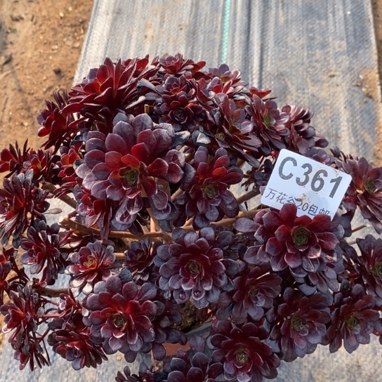 361黑梅花♣️砍过多肉植物