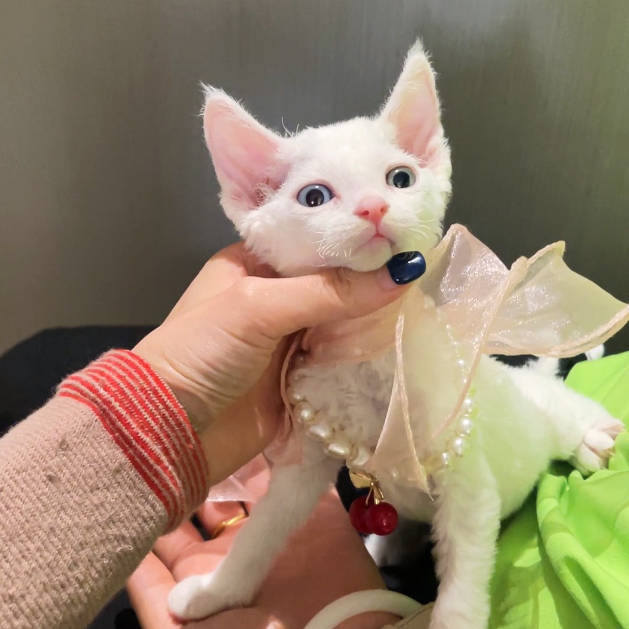 纯白鸳鸯眼弟弟德文卷毛猫