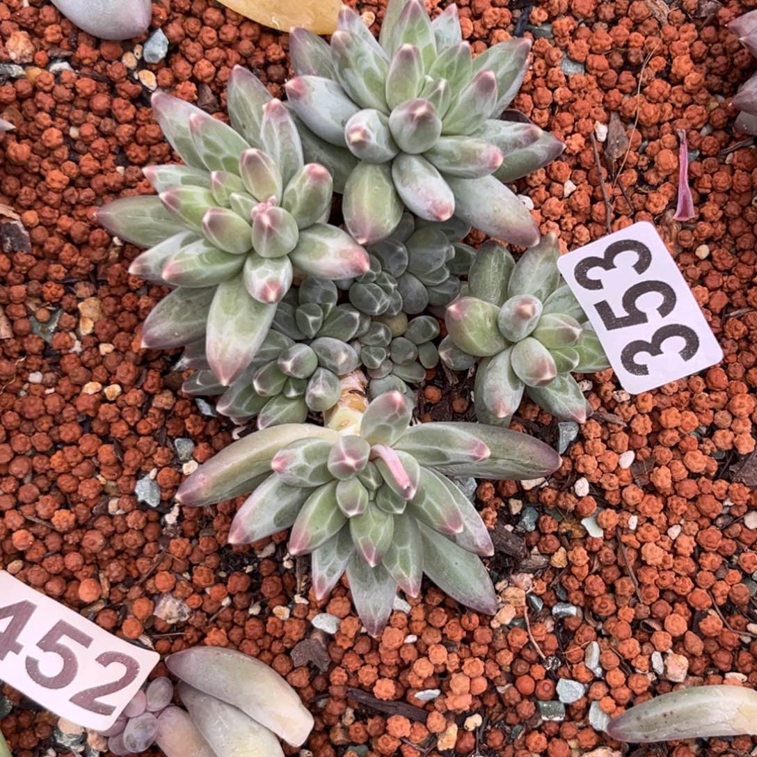 淡*多肉植物伊卡鲁斯353