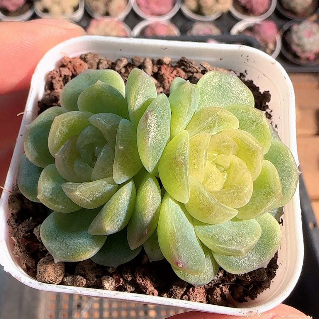 多肉1211-48无尽灯