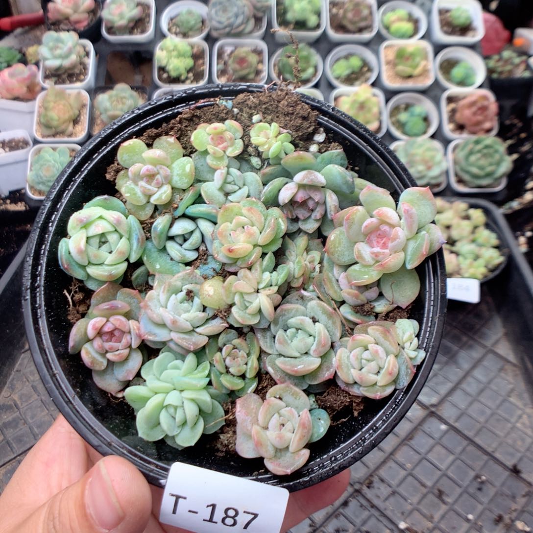 无花朵T187语言英语