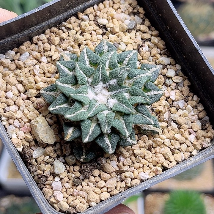 牡丹自根养定带盆