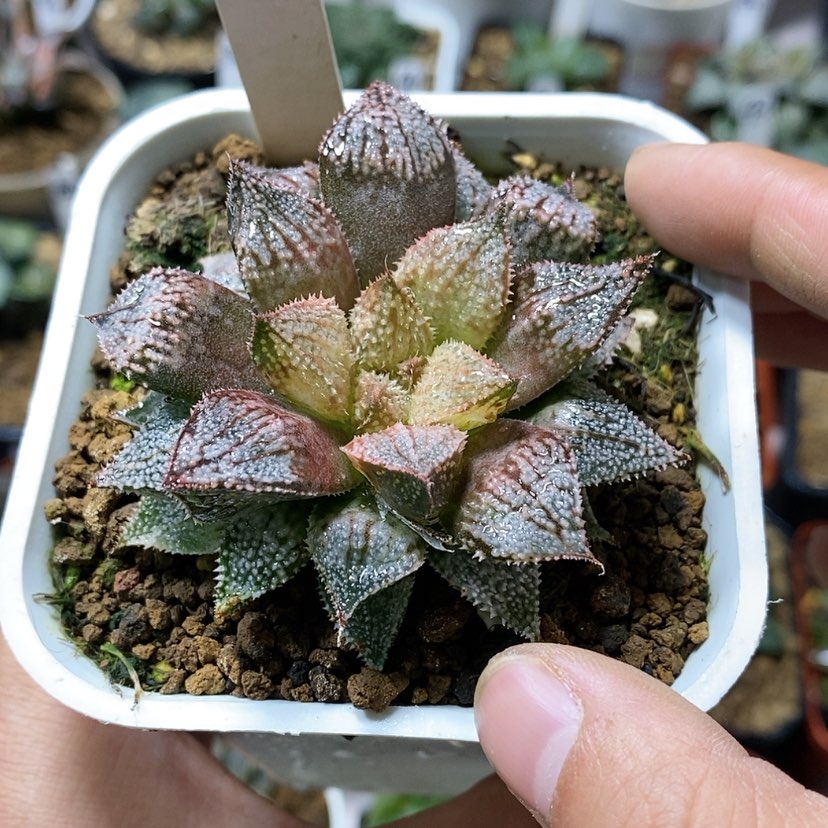 【闪购商品】53白银城