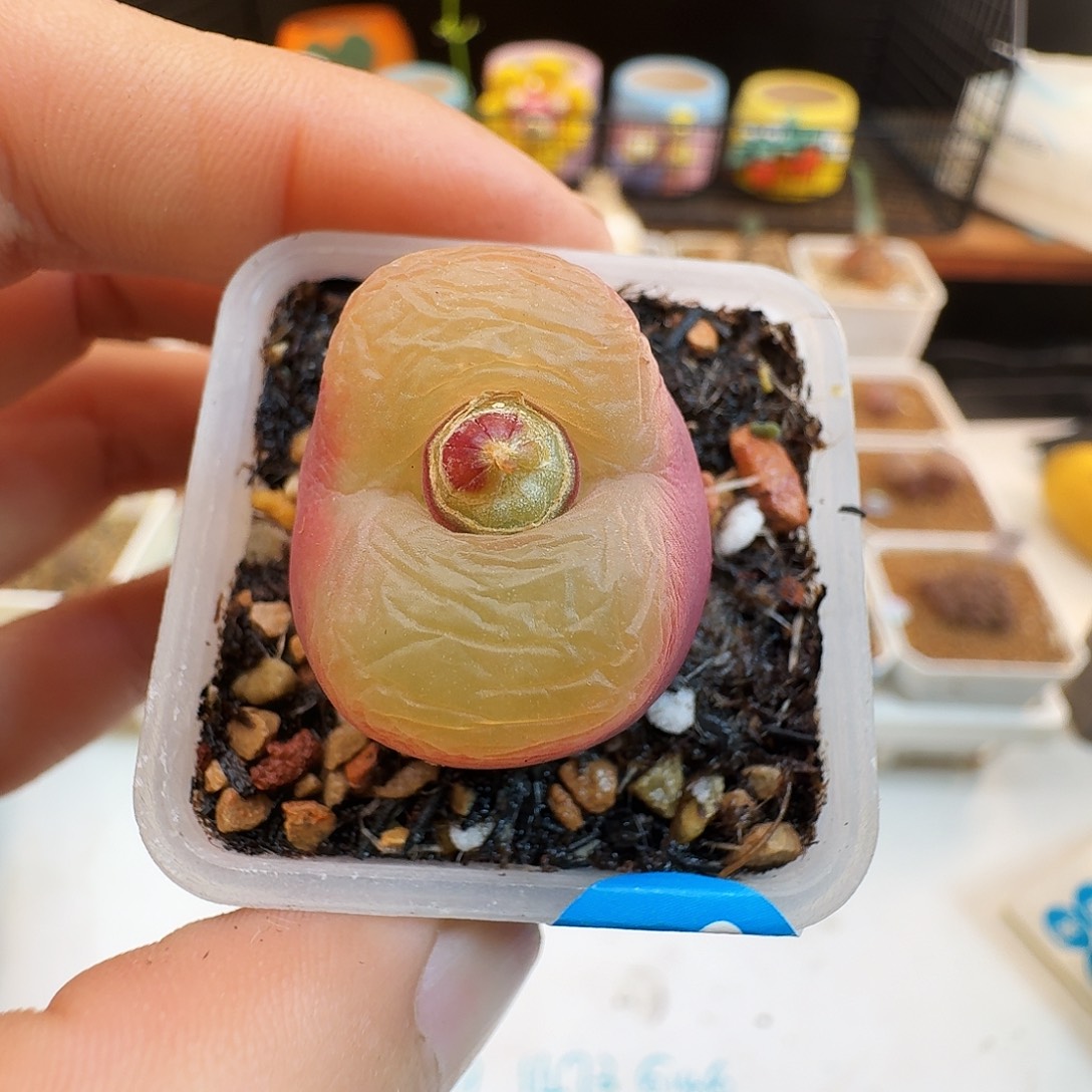多肉植物福利肉锥果冻毛438