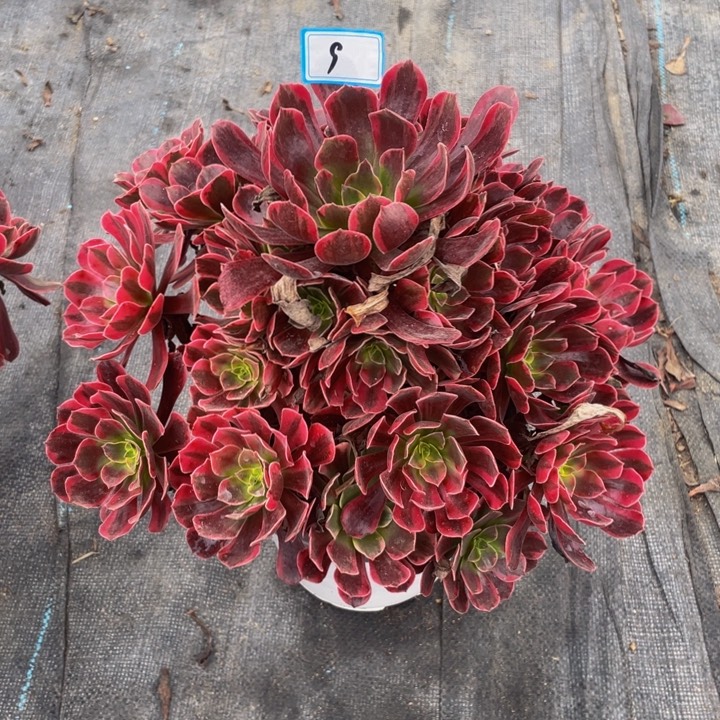 9老庄多肉法师美杜莎