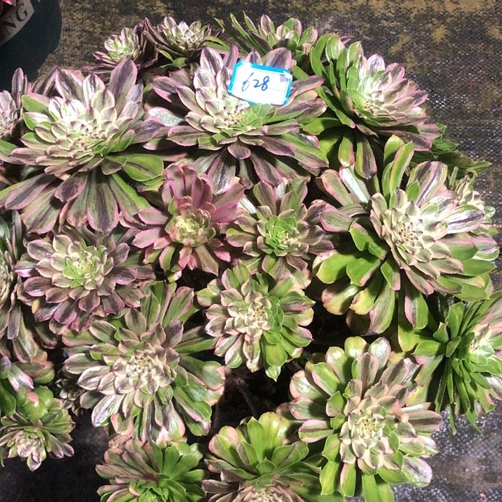 628花脸粉黛多肉法师