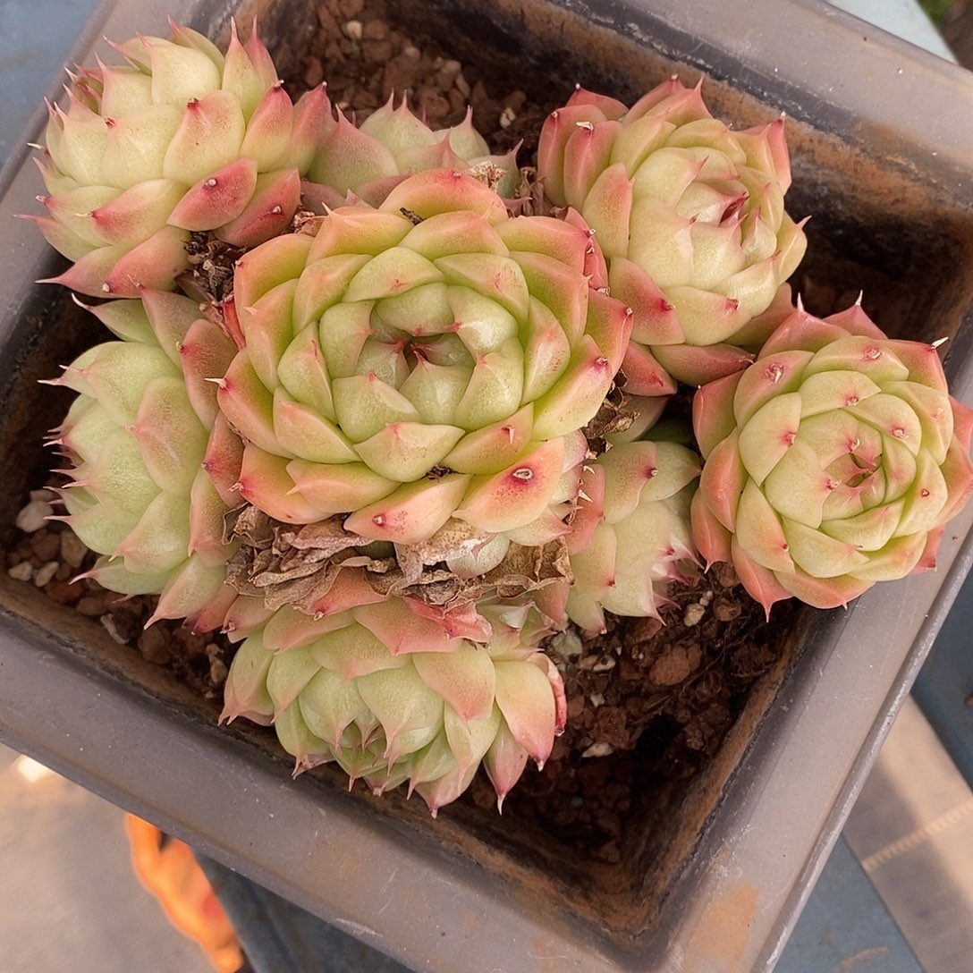 ღ***࿐3746散群掉头不售后～14厘米