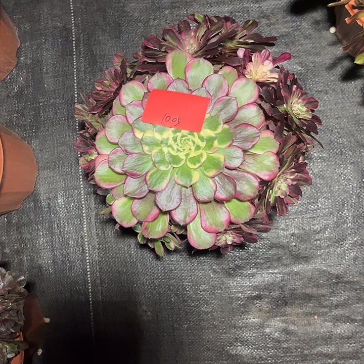 同花顺多肉植物1005