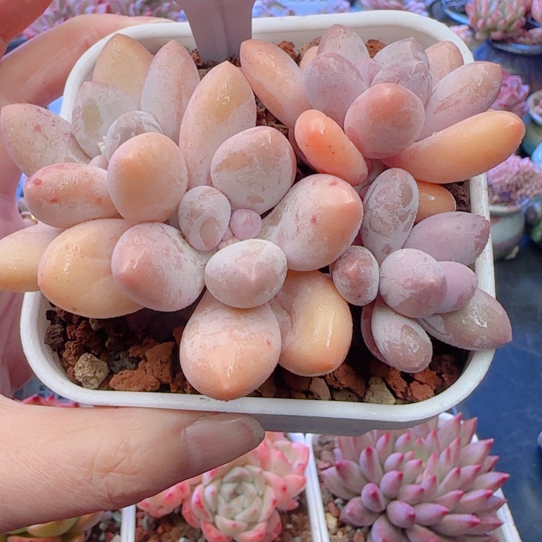 多肉植物3115……………