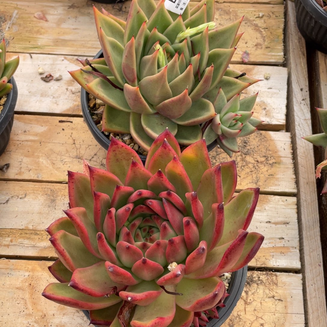 无花朵若如东云组拍E946