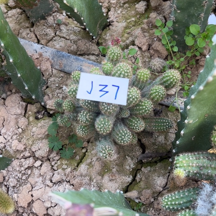 冰***洁J37袖普嫁接白檀20.8