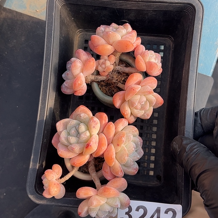 3242，俩个四头冰玉带盆发的