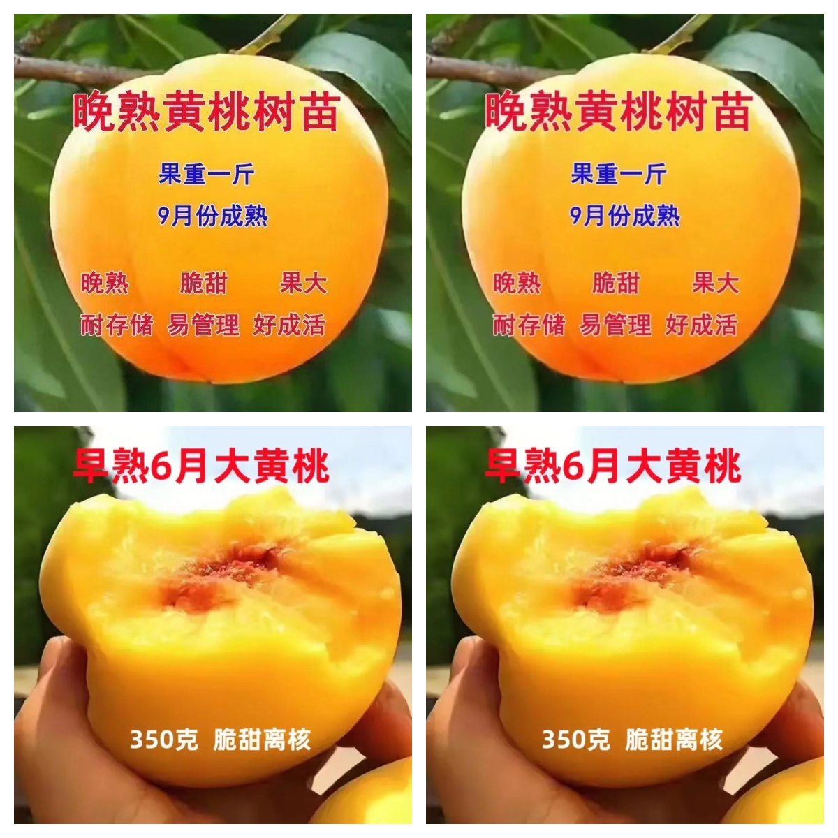 正宗嫁接锦绣黄金桃 冬桃果树苗 庭院盆栽地栽南方北方种植桃树苗