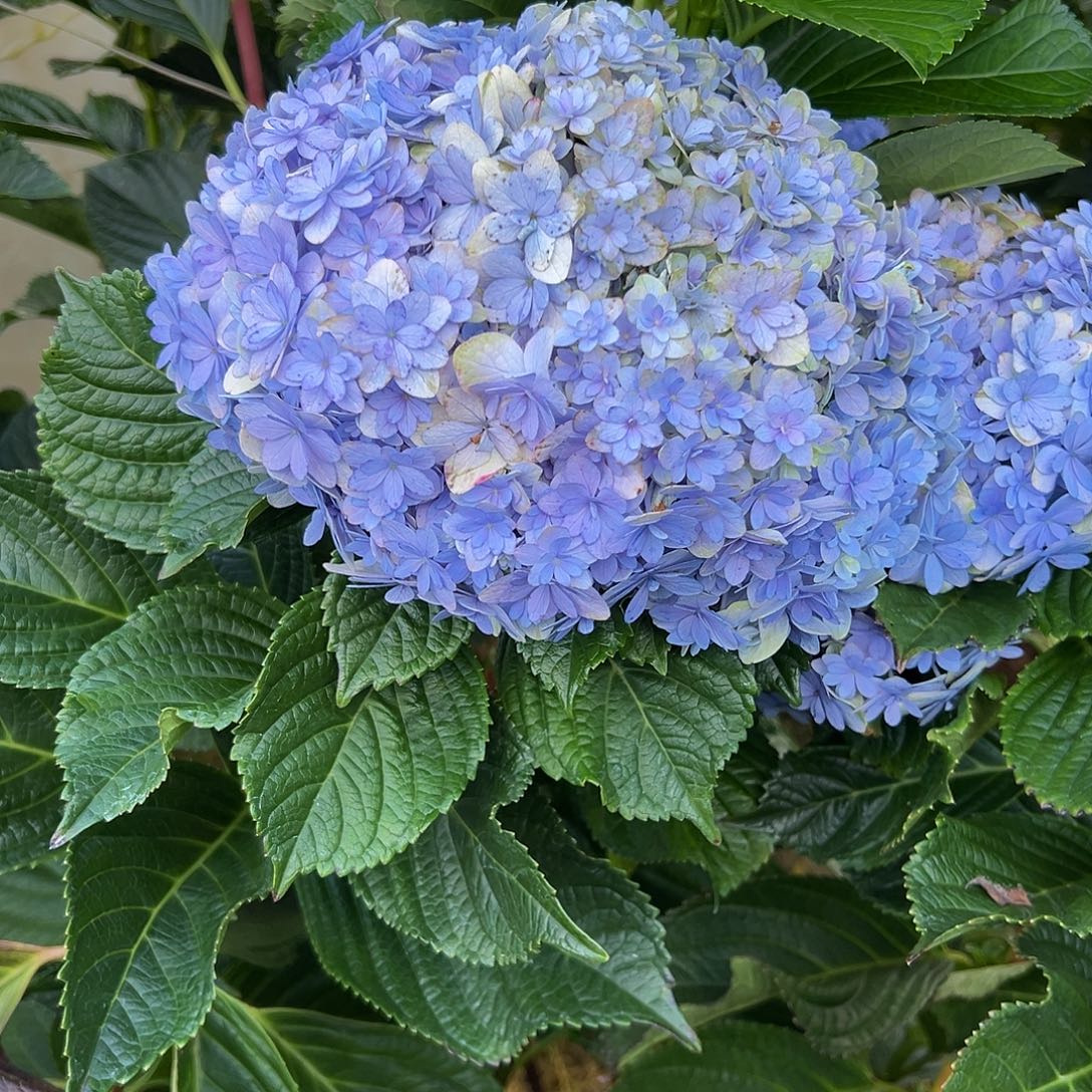 完全开放126一支花手