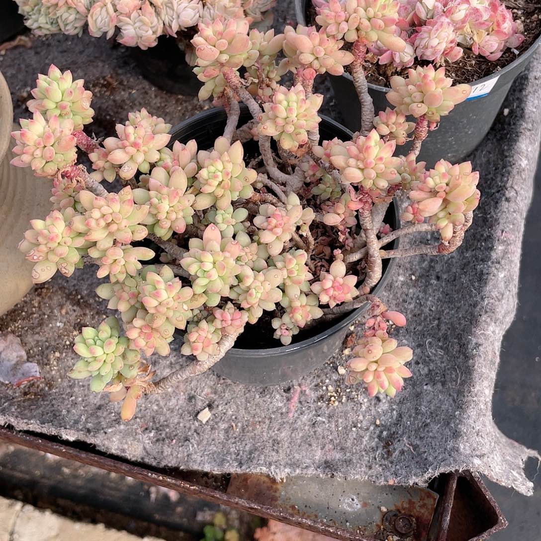 超**爸2515 龙骨玉坠 六月六