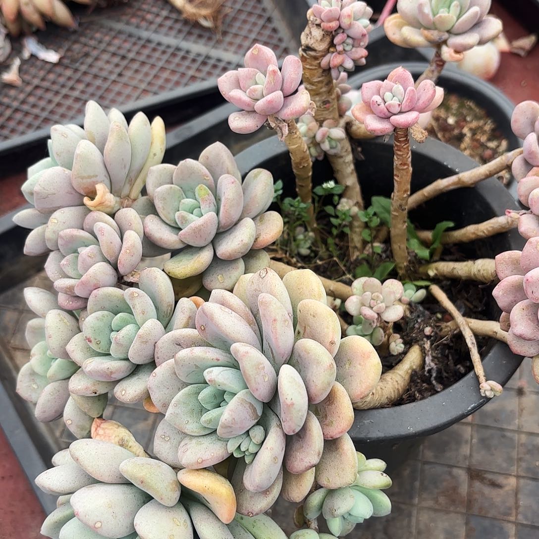 多肉植物花瓣路一颗不售后