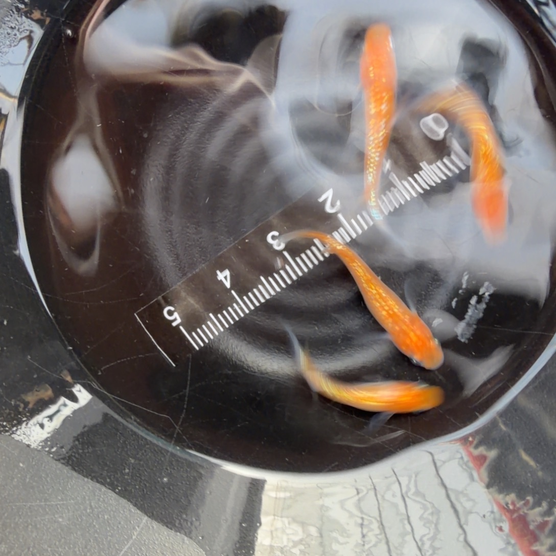 青鳉鱼观背青鳉48