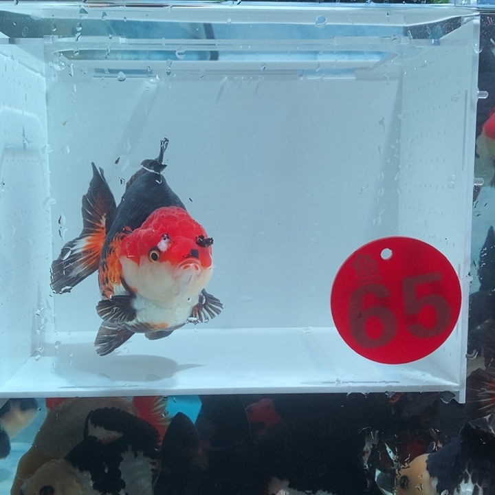 海水鱼玛丽金鱼淡水鱼65