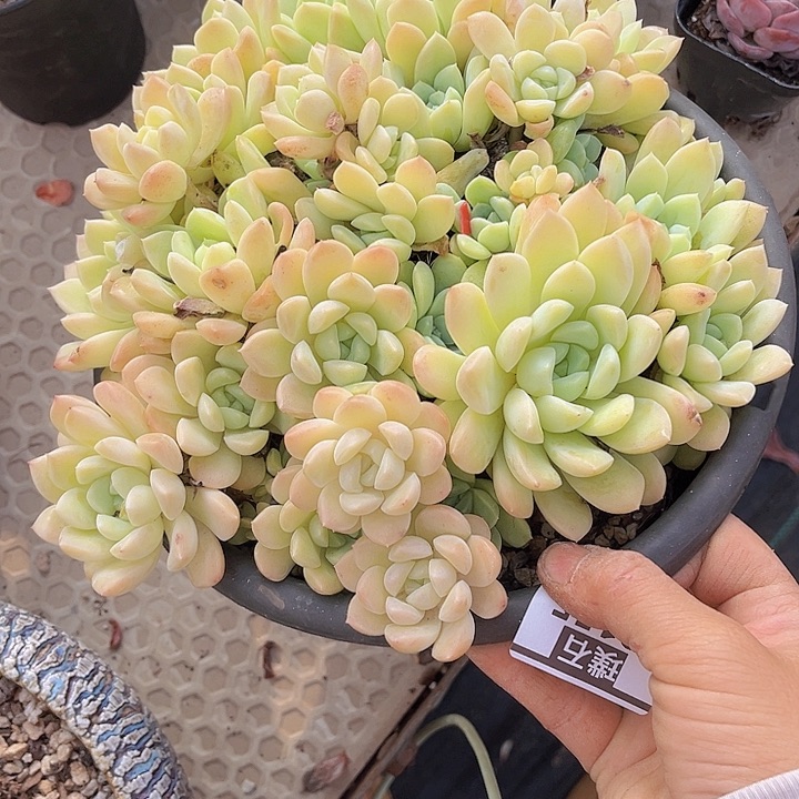 杂08155多肉植物dr