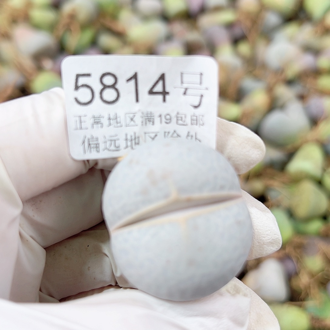 5814四年高尔夫3cm