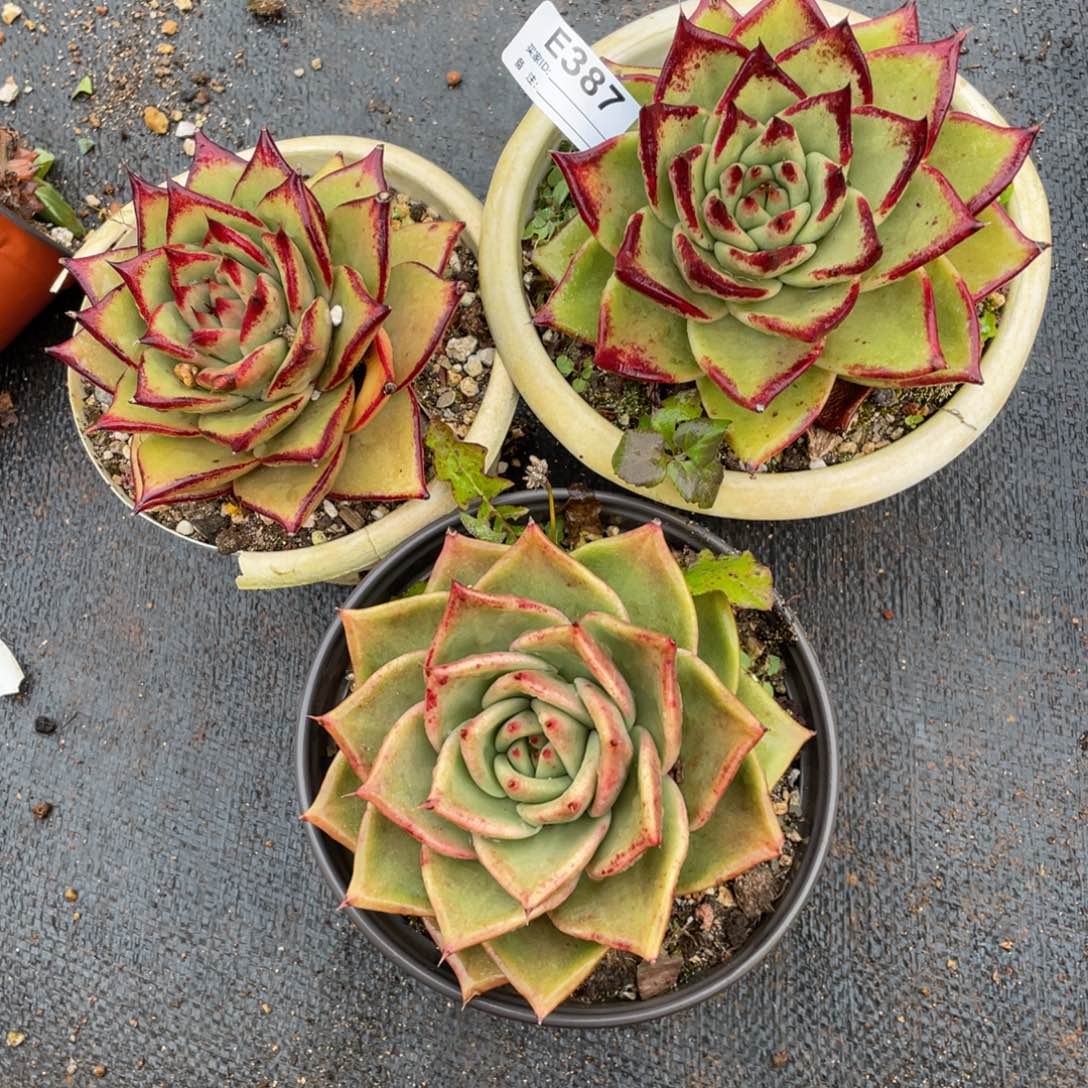 无花朵若如东云组拍E387